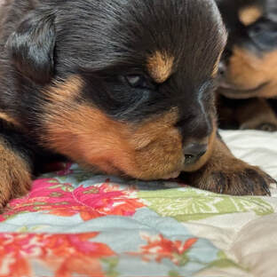 European rottweiler puppy for sale, headshot laying on a blanket. 