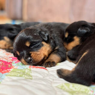 Three gorgeous Serbian puppies, only 1-week old laying on a blanket. 